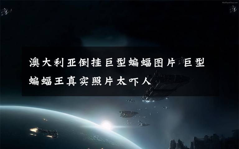 澳大利亚倒挂巨型蝙蝠图片 巨型蝙蝠王真实照片太吓人