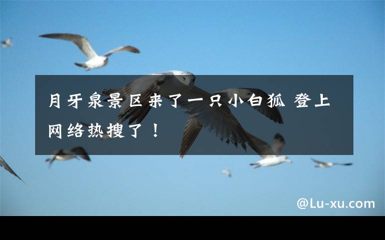 月牙泉景区来了一只小白狐 登上网络热搜了！