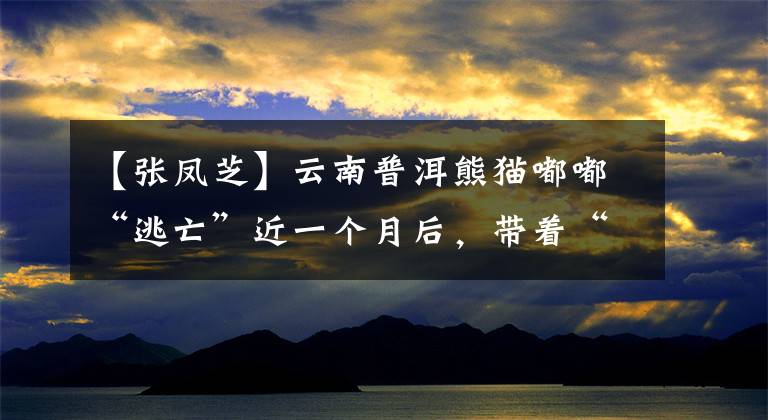 【张凤芝】云南普洱熊猫嘟嘟“逃亡”近一个月后，带着“恋人”再次出现。