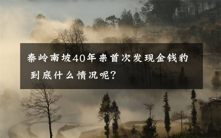 秦岭南坡40年来首次发现金钱豹 到底什么情况呢？