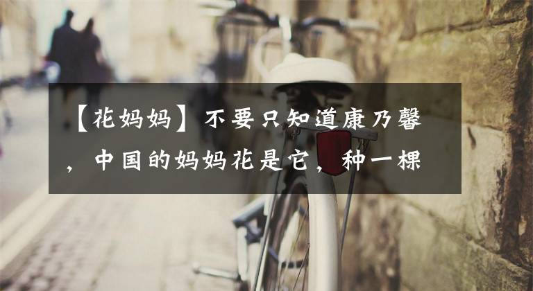 【花妈妈】不要只知道康乃馨，中国的妈妈花是它，种一棵就能忘记忧虑