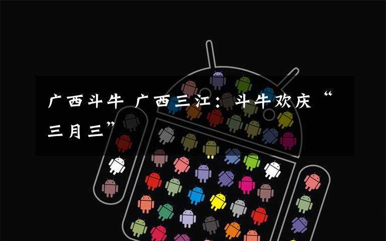 广西斗牛 广西三江：斗牛欢庆“三月三”