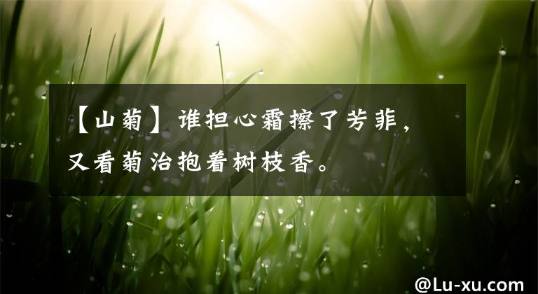 【山菊】谁担心霜擦了芳菲，又看菊治抱着树枝香。