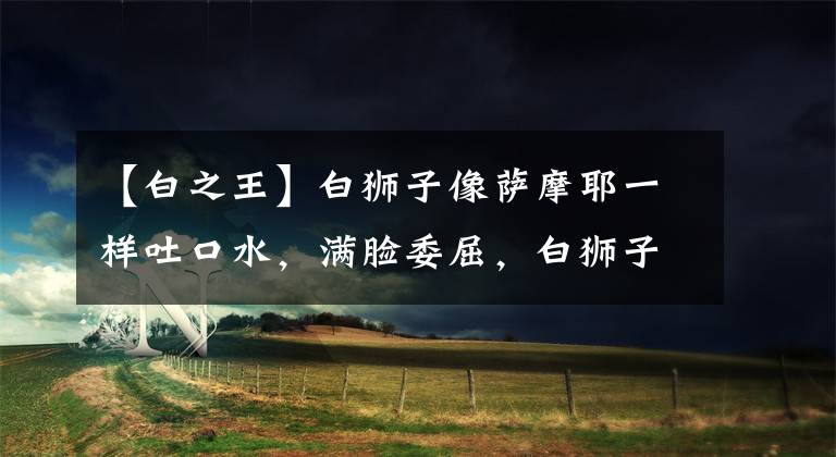 【白之王】白狮子像萨摩耶一样吐口水，满脸委屈，白狮子：我是丛林之王！