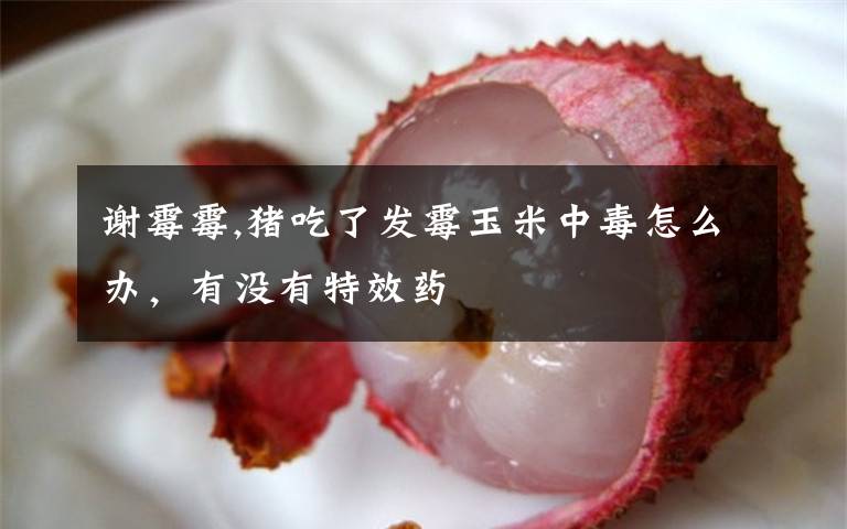 谢霉霉,猪吃了发霉玉米中毒怎么办，有没有特效药