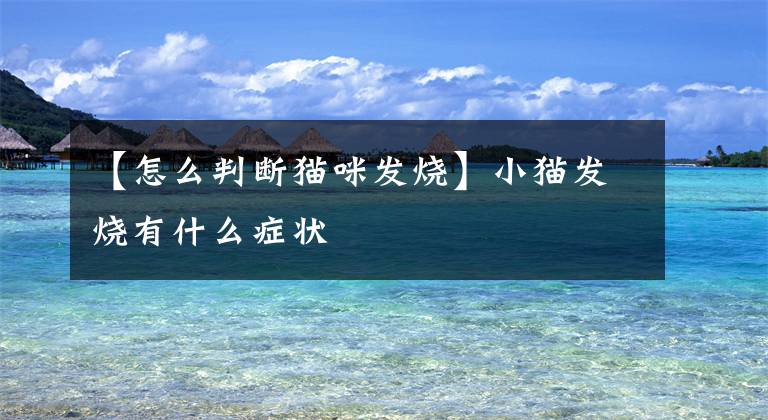 【怎么判断猫咪发烧】小猫发烧有什么症状