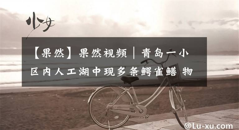 【果然】果然视频｜青岛一小区内人工湖中现多条鳄雀鳝 物业抽干湖水抓捕
