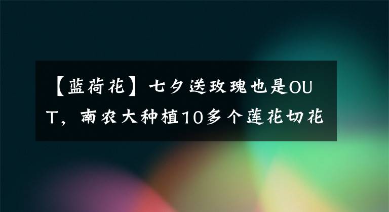 【蓝荷花】七夕送玫瑰也是OUT，南农大种植10多个莲花切花品种