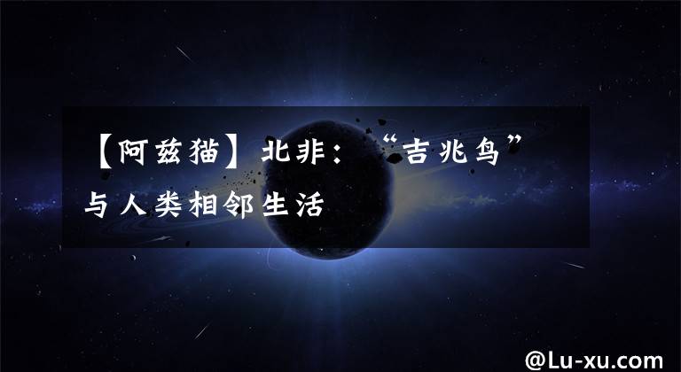 【阿兹猫】北非：“吉兆鸟”与人类相邻生活