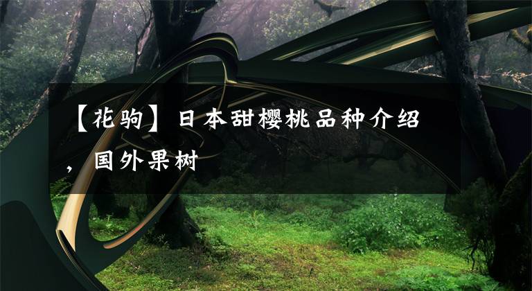 【花驹】日本甜樱桃品种介绍，国外果树