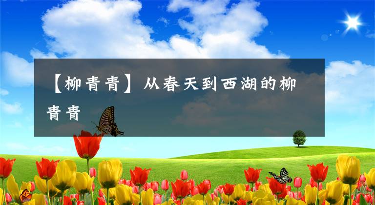 【柳青青】从春天到西湖的柳青青