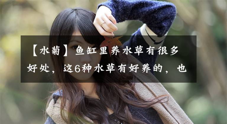 【水菊】鱼缸里养水草有很多好处，这6种水草有好养的，也有难养的