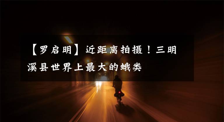 【罗启明】近距离拍摄！三明溪县世界上最大的蛾类