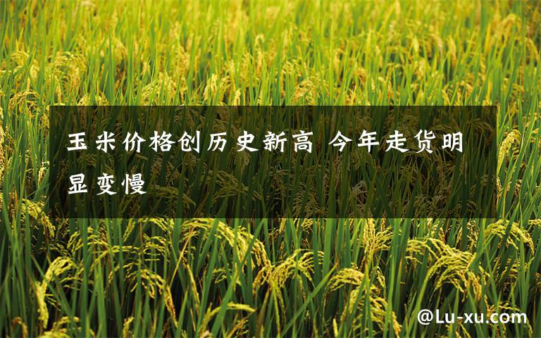 玉米价格创历史新高 今年走货明显变慢