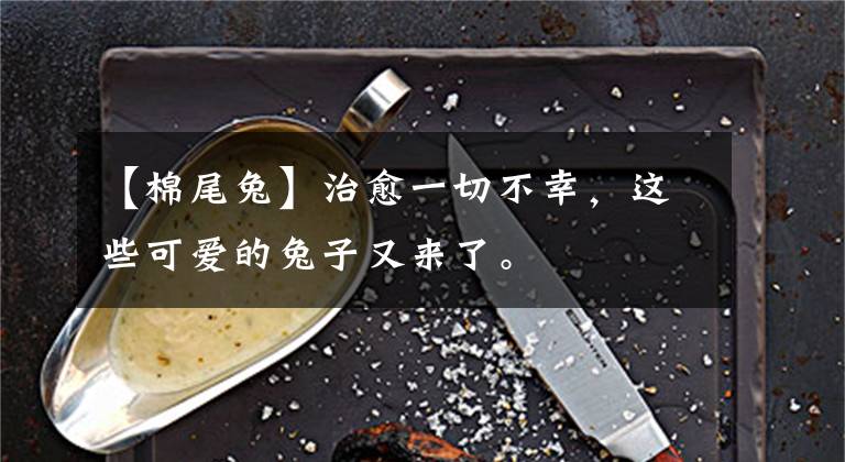 【棉尾兔】治愈一切不幸，这些可爱的兔子又来了。