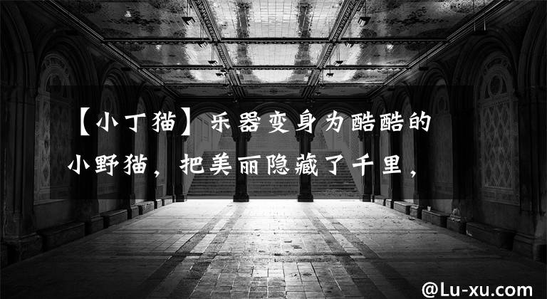 【小丁猫】乐器变身为酷酷的小野猫，把美丽隐藏了千里，但这样才能在很长时间内接受采访。(莎士比亚。哈姆雷特。)
