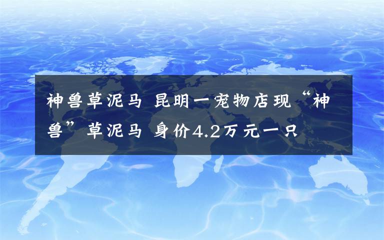 神兽草泥马 昆明一宠物店现“神兽”草泥马 身价4.2万元一只
