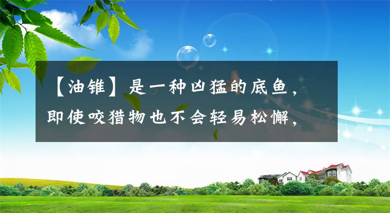 【油锥】是一种凶猛的底鱼，即使咬猎物也不会轻易松懈，生命力非常顽强。