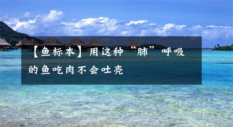 【鱼标本】用这种“肺”呼吸的鱼吃肉不会吐壳