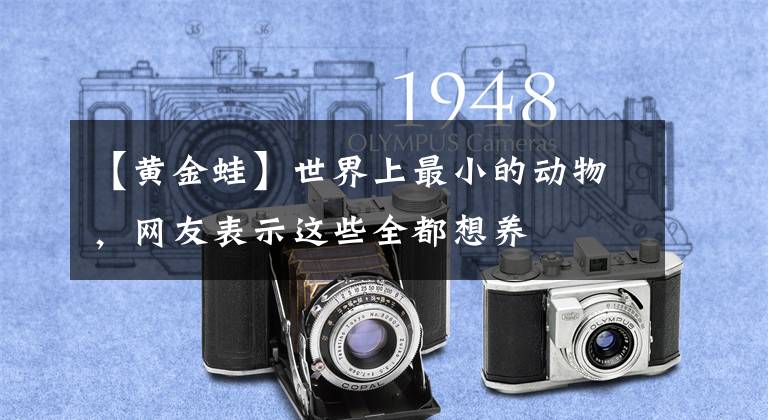 【黄金蛙】世界上最小的动物，网友表示这些全都想养