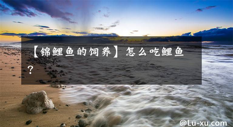 【锦鲤鱼的饲养】怎么吃鲤鱼？