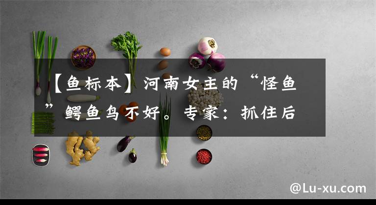 【鱼标本】河南女主的“怪鱼”鳄鱼鸟不好。专家：抓住后，可以制作标本警告别人。