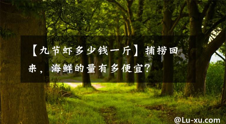 【九节虾多少钱一斤】捕捞回来，海鲜的量有多便宜？