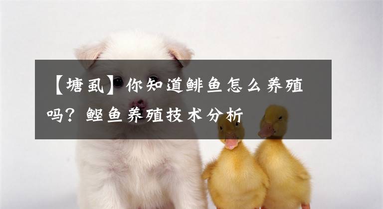 【塘虱】你知道鲱鱼怎么养殖吗？鲣鱼养殖技术分析