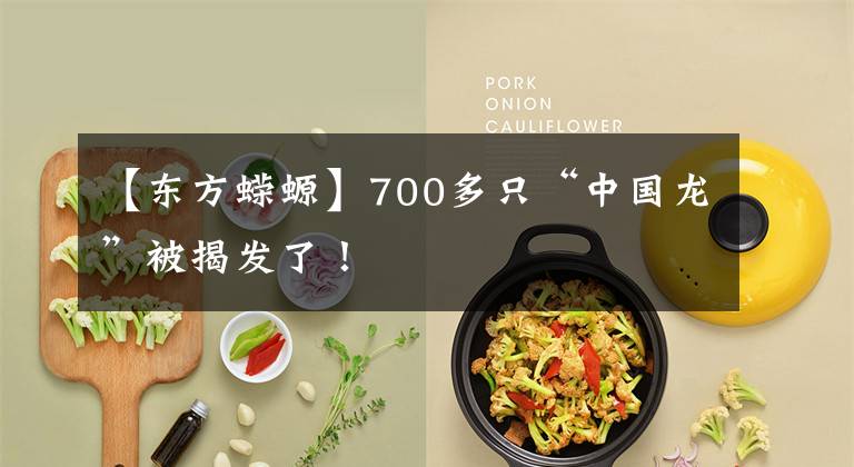 【东方蝾螈】700多只“中国龙”被揭发了！