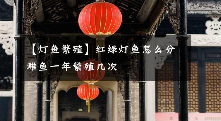 【灯鱼繁殖】红绿灯鱼怎么分雌鱼一年繁殖几次