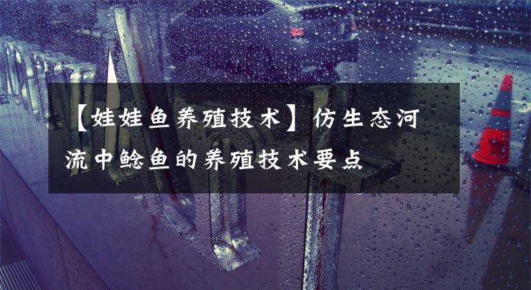 【娃娃鱼养殖技术】仿生态河流中鲶鱼的养殖技术要点