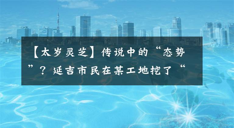 【太岁灵芝】传说中的“态势”？延吉市民在某工地挖了“陆英地”