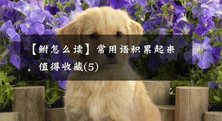 【鲋怎么读】常用语积累起来，值得收藏(5)