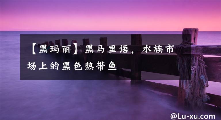 【黑玛丽】黑马里语，水族市场上的黑色热带鱼