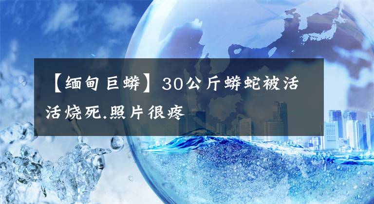 【缅甸巨蟒】30公斤蟒蛇被活活烧死.照片很疼