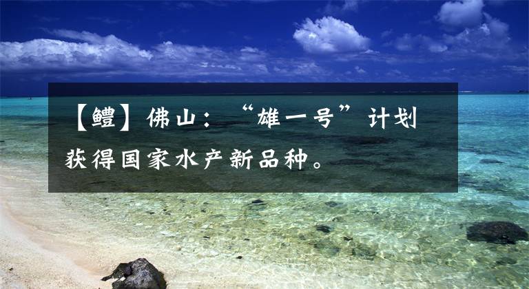 【鳢】佛山：“雄一号”计划获得国家水产新品种。