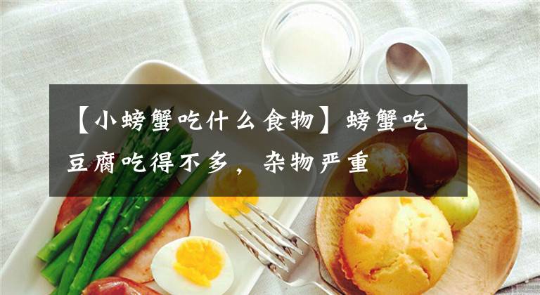 【小螃蟹吃什么食物】螃蟹吃豆腐吃得不多，杂物严重