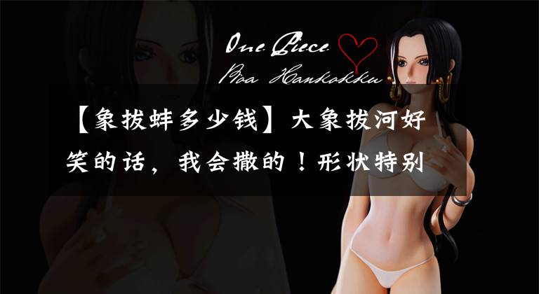 【象拔蚌多少钱】大象拔河好笑的话，我会撒的！形状特别，100韩元一个，村民们每天分类4万个