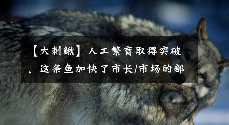 【大刺鳅】人工繁育取得突破，这条鱼加快了市长/市场的部署