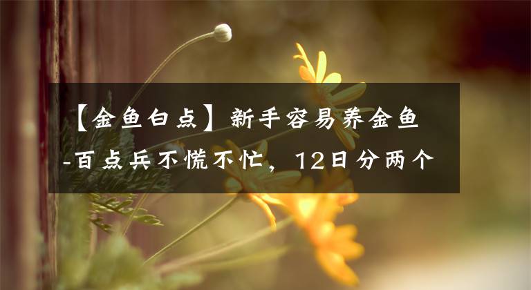 【金鱼白点】新手容易养金鱼-百点兵不慌不忙，12日分两个阶段看的效果