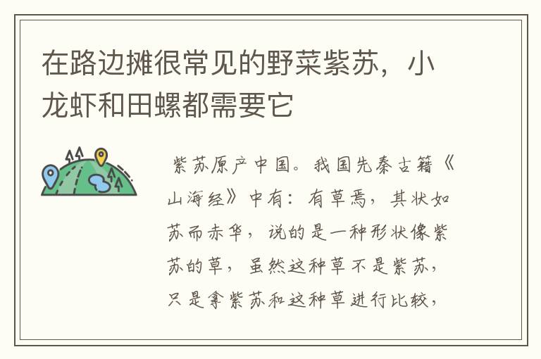 在路边摊很常见的野菜紫苏，小龙虾和田螺都需要它