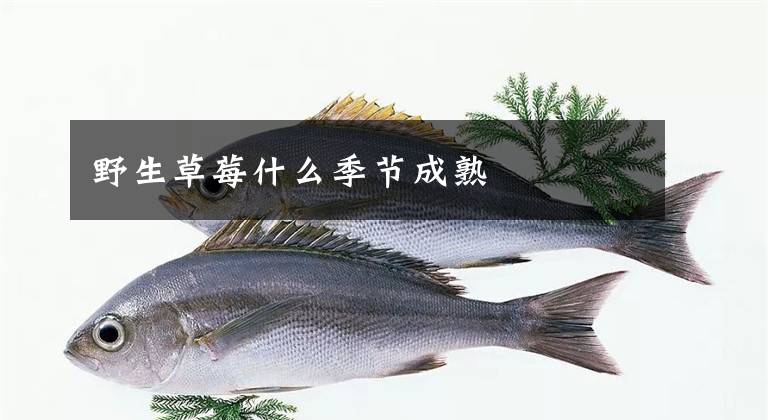 野生草莓什么季节成熟