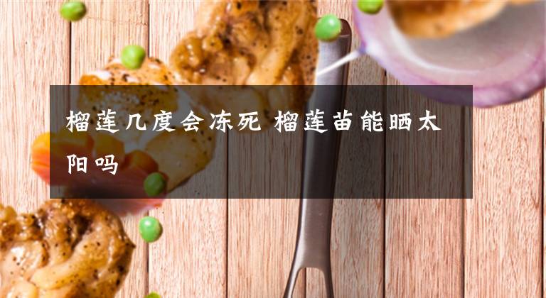 榴莲几度会冻死 榴莲苗能晒太阳吗