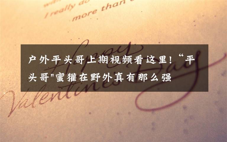 户外平头哥上期视频看这里!“平头哥"蜜獾在野外真有那么强吗？真相在这里-户外动物知识