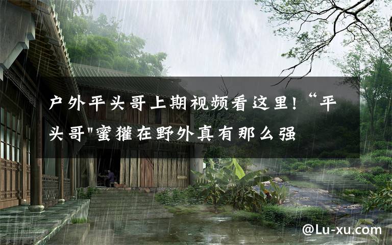 户外平头哥上期视频看这里!“平头哥"蜜獾在野外真有那么强吗？真相在这里-户外动物知识