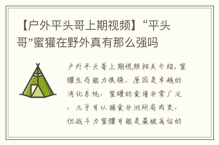 【户外平头哥上期视频】“平头哥"蜜獾在野外真有那么强吗？真相在这里-户外动物知识