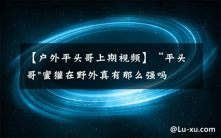 【户外平头哥上期视频】“平头哥"蜜獾在野外真有那么强吗？真相在这里-户外动物知识