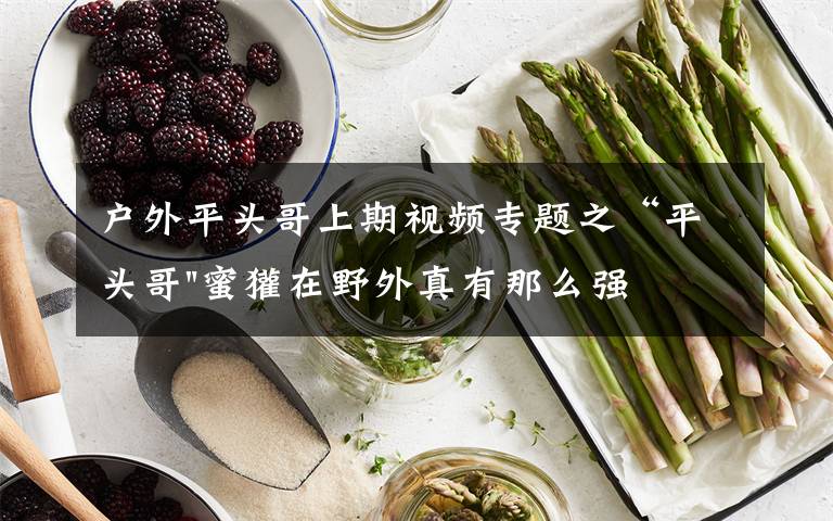 户外平头哥上期视频专题之“平头哥"蜜獾在野外真有那么强吗？真相在这里-户外动物知识
