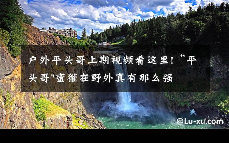 户外平头哥上期视频看这里!“平头哥"蜜獾在野外真有那么强吗？真相在这里-户外动物知识