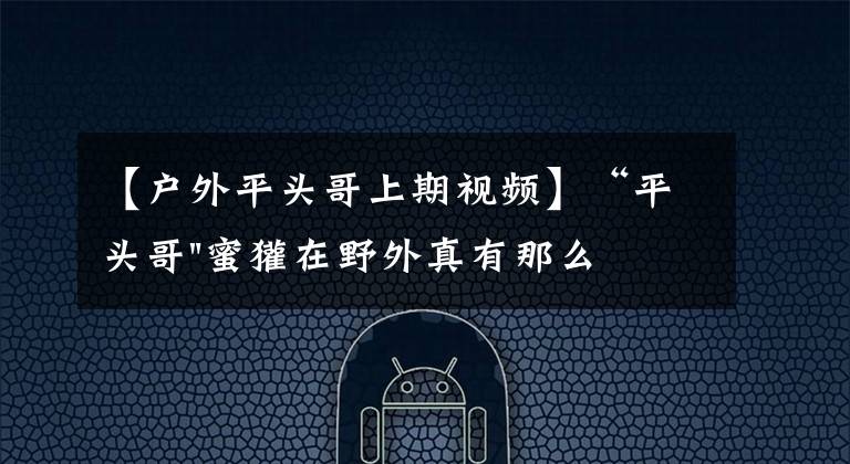 【户外平头哥上期视频】“平头哥"蜜獾在野外真有那么强吗？真相在这里-户外动物知识